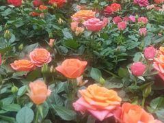-花之城