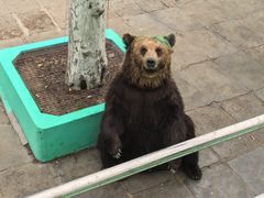 -西霞口神雕山野生动物世界