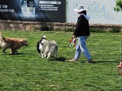-趣玩宠物乐园寄养训犬训狗游泳池
