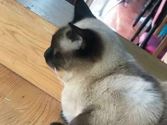 -猫小院猫主题咖啡厅(北锣店)