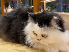 -米乐乖乖猫咪咖啡馆·猫咖(深圳湾后海汇店)