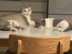 -爱诺耐芙动物医院(万博店)