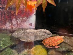 -上海海洋水族馆