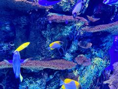 -上海海洋水族馆