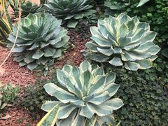 -北京呀路古热带植物园