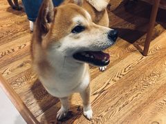 -柴务处·柴犬主题狗咖