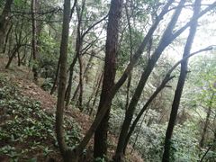 -铁山坪森林公园