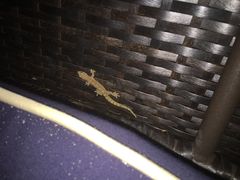 -塞班肯辛顿酒店Kensington Hotel Saipan