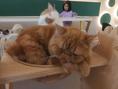 -飞行喵MR PILOT|猫舍·猫咖(静安大融城店)