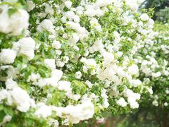 -上海滨江森林公园