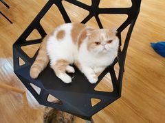 -滚猫咖啡·猫咖·猫友好撸猫(未来城店)