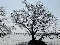 -宝安西湾红树林湿地公园