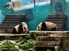 -中国大熊猫保护研究中心雅安碧峰峡基地