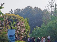 -铁山坪森林公园