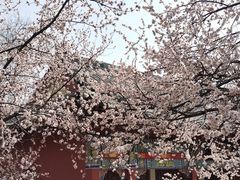 -桃花堤公园