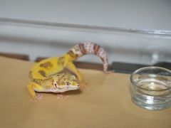 -酷以爬仙阁实体爬宠店·守宫·蜥蜴·专业繁育