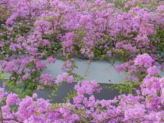 -深圳仙湖植物园