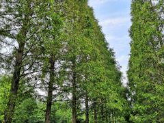 -黄海国家森林公园