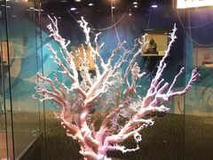 -绮丽珊瑚(台北101旗舰门市店)