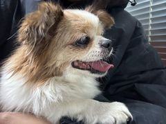 -伟伟宠物医院·CT影像中心·瑞派犬猫综合性门诊(汉口总院)