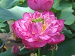 -广州莲花山旅游区