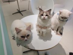 -怪兽屋·羊驼·猫咖·狗咖(俊华广场店)