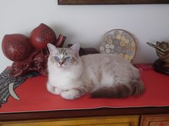 -瑞派天宁宠物医院·猫科·异宠中心