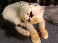 -more than meow吴止猫主题餐厅(承德 中船汇店)