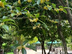 -十八棵（老龙井）御茶园(老龙井店)