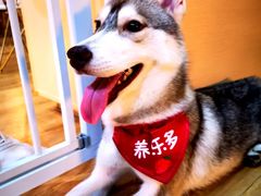 -Husky Go! 哈士奇体验馆·宠物咖啡厅狗咖