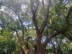 -徐家汇源景区-衡山公园