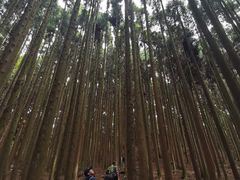 -山王坪喀斯特国家生态公园