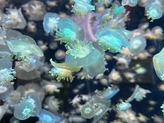 -太平洋海底世界