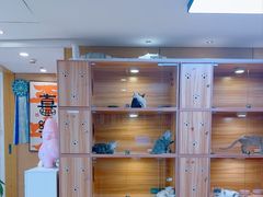 -猫十亿·布偶金渐层·曼基康矮脚猫舍(青年路店)