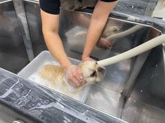 -柚子宠物(伊珊娜调理店)