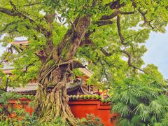 -三苏祠