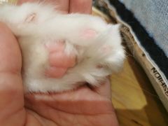 -滚猫咖啡·猫咖·猫友好撸猫(未来城店)