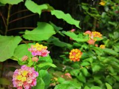 -苏州河梦清园环保主题公园