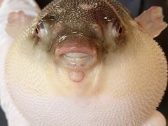 气鼓鼓的河豚-永安鱼庄·镇江菜(东吴路店)