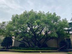 -上海兴国宾馆香樟园西餐厅