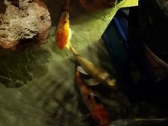 android_upload_pic-院落创意菜