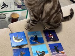 -识酒猫 x SNAP(国贸商城店)