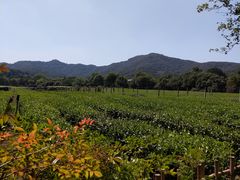 -中国茶叶博物馆(双峰馆区)
