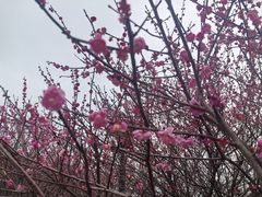 -桃花岭景区