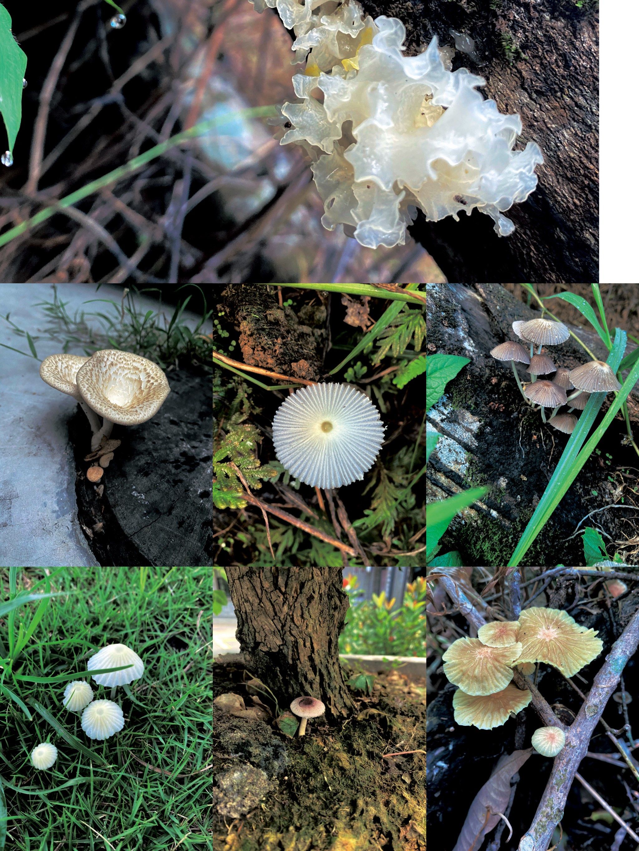 抓拍公园路边的野蘑菇,可可爱爱