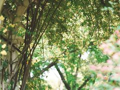 -上海共青森林公园