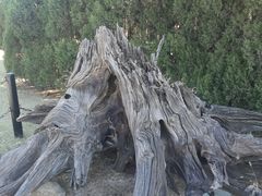 -金钉子远古世界景区