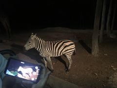 -清迈夜间动物园