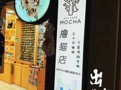 -MOCHA明星猫咖(田子坊店)
