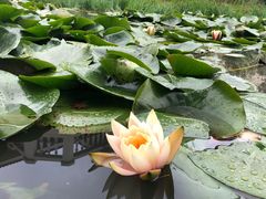 -星河温泉小镇